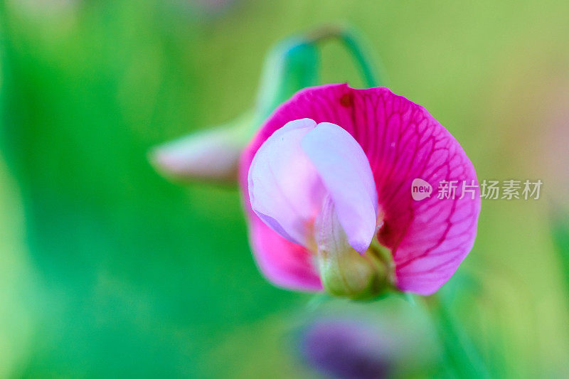 西班牙紫菜- Lathyrus clymenum